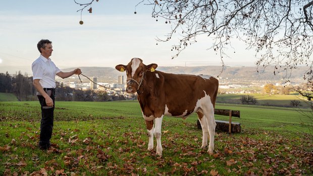 Der zukünftige Siegermuni wird in zwei Jahren zu Fuss auf das Festgelände des ESAF gehen können. (Bild Barbara Sorg / ESAF Pratteln im Baselbiet)