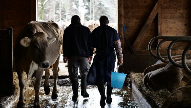 Tierarzt Bruno Winzap kümmert sich seit 30 Jahren um Tiergesundheit. Bild: Martina Rüegger 