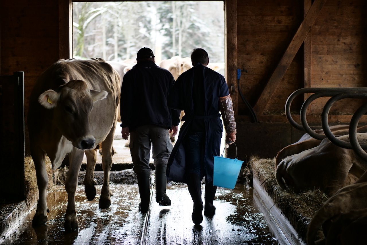 Tierarzt Bruno Winzap kümmert sich seit 30 Jahren um Tiergesundheit. Bild: Martina Rüegger 