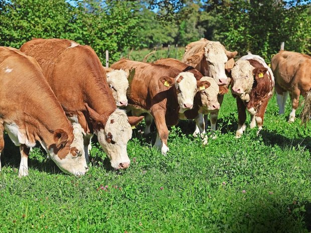 Mit den steigenden Temperaturen steigt auch die Gefahr von Hitzestress. Gruppenbildung kann ein mögliches Anzeichen sein. 