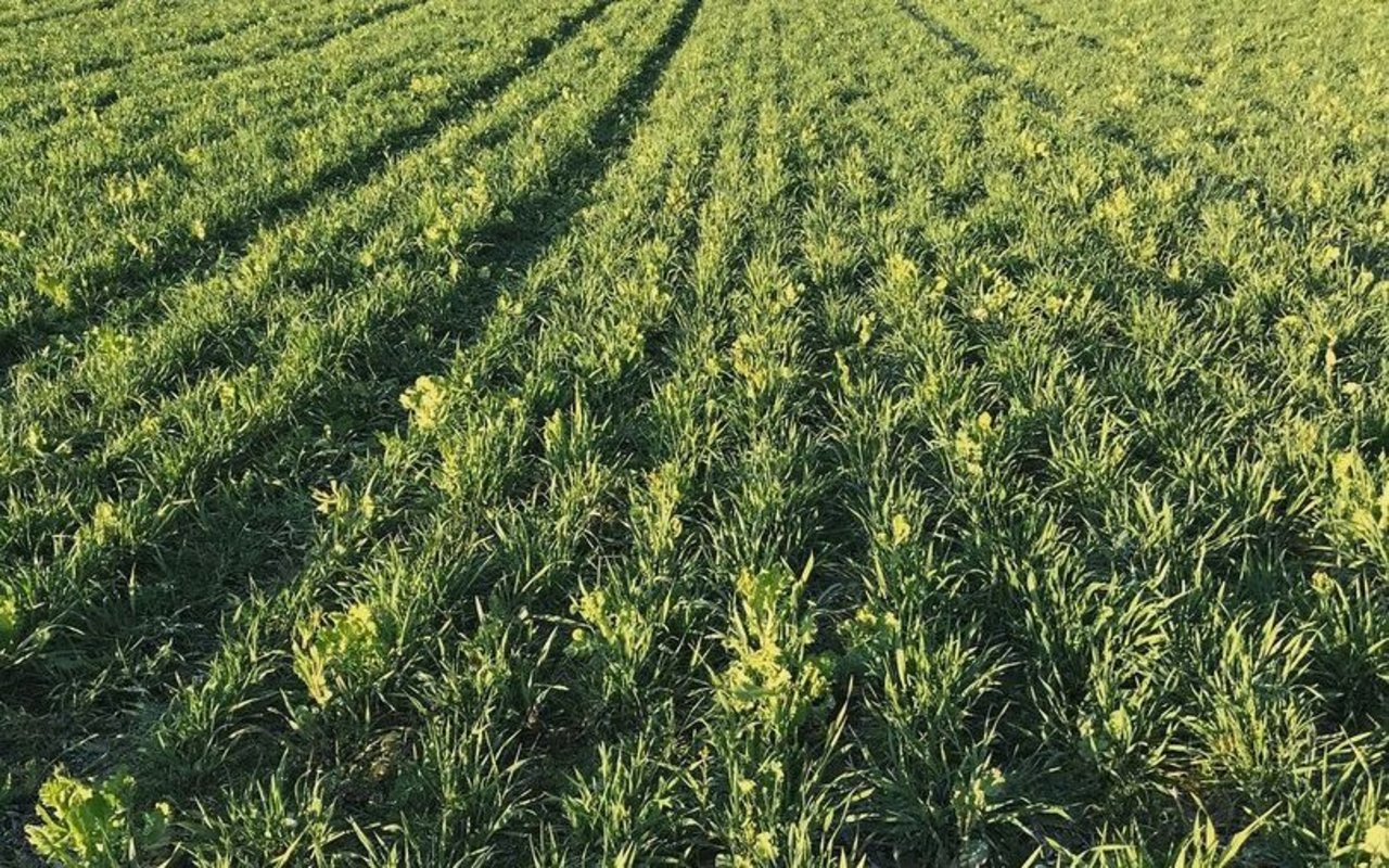 Hier wurde nach der Einarbeitung der Gründüngung im Herbst ein Wintergrün-Gemenge ausgesät. In diesen Bestand werden direkt Kartoffeln gepflanzt 