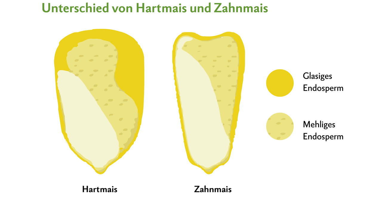 Hartmais hat einen höheren Anteil an glasigem Endosperm als Zahnmais, wodurch die Stärke schlechter herausgelöst werden kann.