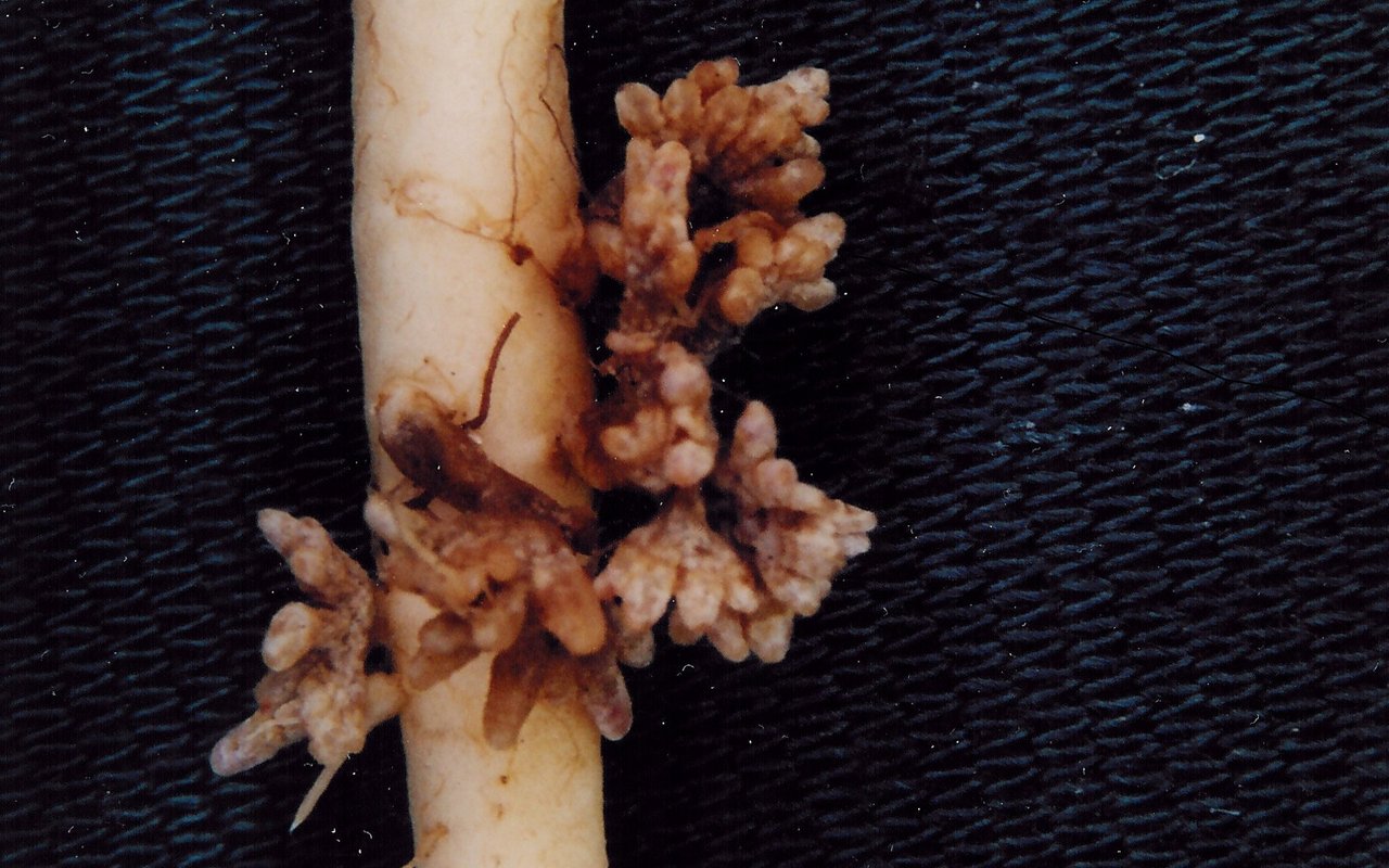 An einer Wurzel ist ein komisches Gewucher zu sehen, das sind die Knöllchen der stickstofffixierenden Bakterien.