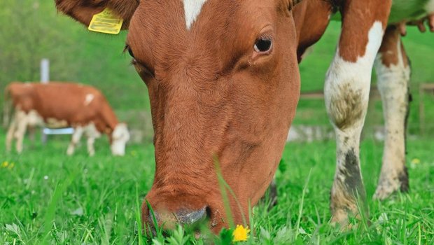 Weidefutter liefert zwar viele Nährstoffe, reicht aber häufig nicht aus, um eine optimale Versorgung der Tiere sicherzustellen. Der Mineralstoffgehalt kann stark variieren.