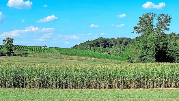 Für eine abschliessende Einschätzung ist es noch zu früh, aber die stehenden Maisbestände sehen gut aus und könnten einen guten Ertrag abliefern, vermuten Experten.