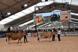 Am Sommet d'élevage zeigen die Züchter ihre Tiere in der Halle «Zénith d'Auvergne». Bild: zVg 