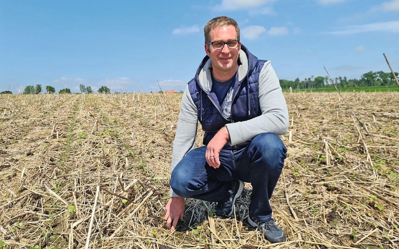 Andreas Indermühle kontrolliert das Maisfeld nach einem heftigen Starkregen im Mai. Die Mulchschicht der Zwischenkultur hat die Bodenkrümel vor einem Erosionsschaden bewahrt und der junge Mais wurde nicht behindert.