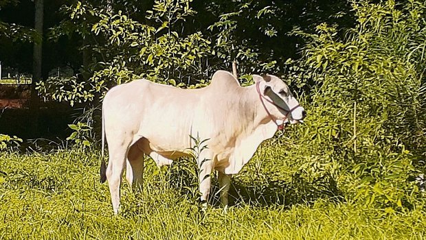 Michèle Huber hält auf ihrem Hof Nelore-Rinder als Fleischrinderrasse, eine Zebuart, die ursprünglich aus Indien stammt und grosse Hitze toleriert. 