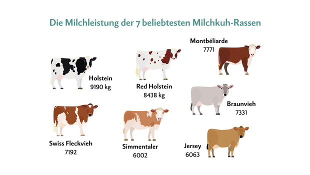 Die 7 Milchkuh-Rassen mit der höchsten Milchleistung.