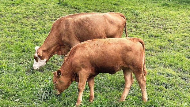 Zwei Beef fressen Gras auf der Weide.