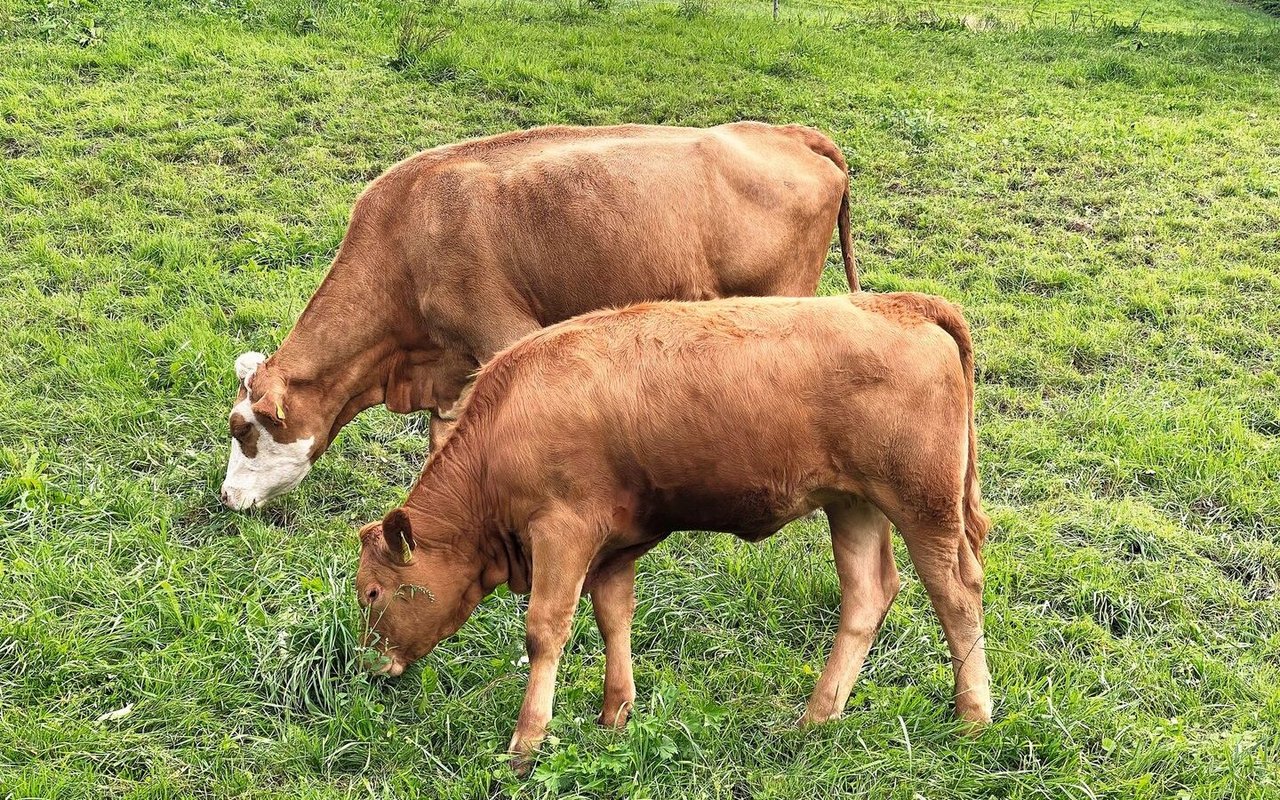 Zwei Beef fressen Gras auf der Weide.