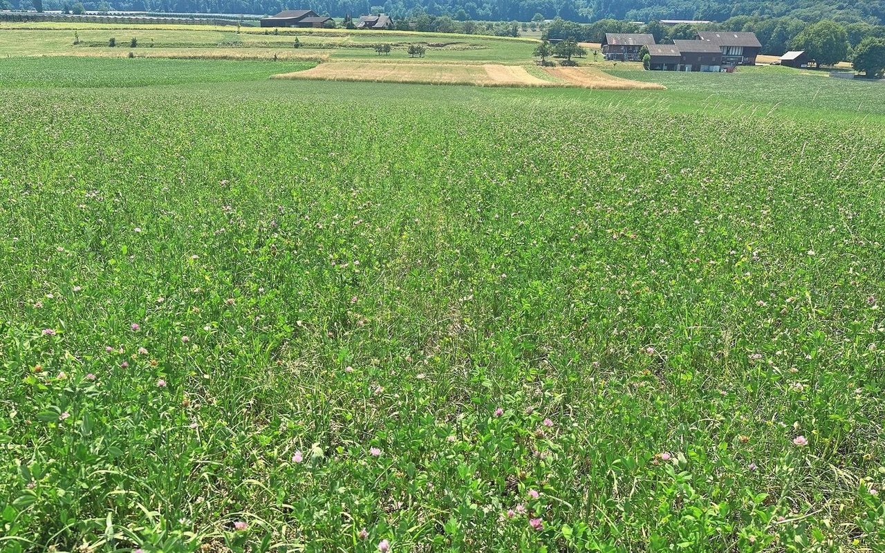 So sah die Versuchsfläche mit 300er-Mischungen am Arenenberg Ende Juni 2025 aus, nachdem am 30. Mai 2025 der zweite Schnitt erfolgte.Bild: Christian Stutz