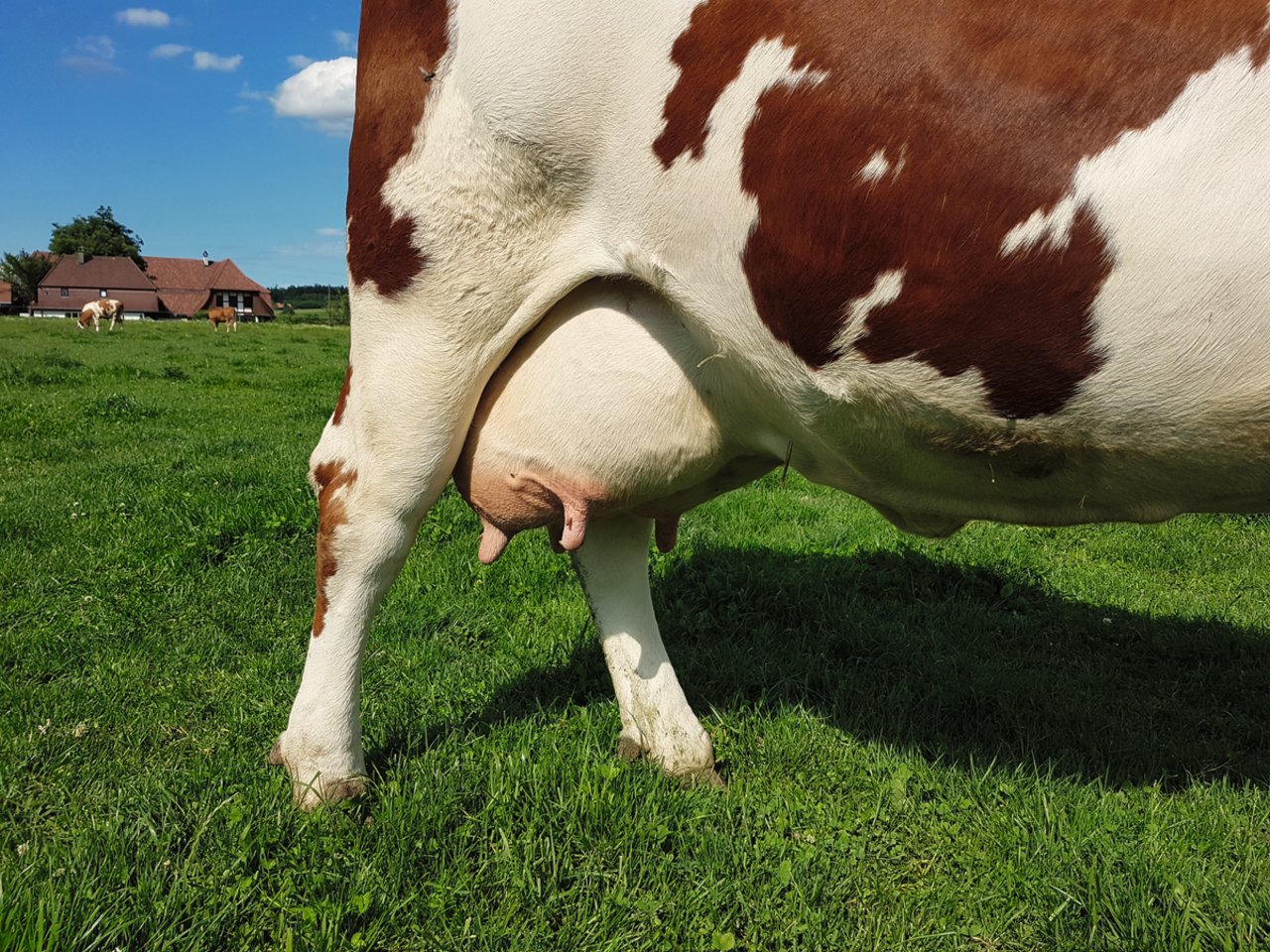 1. Vorbereitungsphase: Beim Aufeutern entsteht Biestmilch.Bild: Beat Schmid