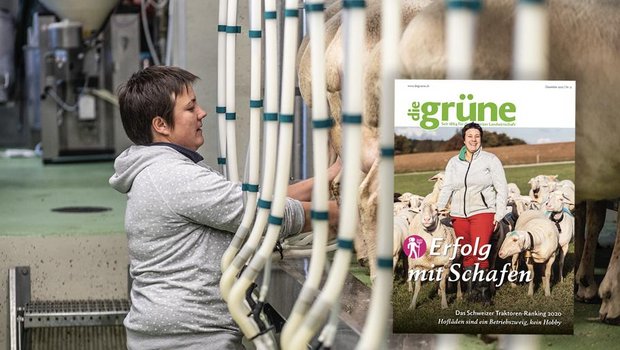 Das Dezember Heft von «die grüne» bespricht unter anderem die Themen Milchschaf, Melkroboter und Weihnachtsbäume. (Bild DG)