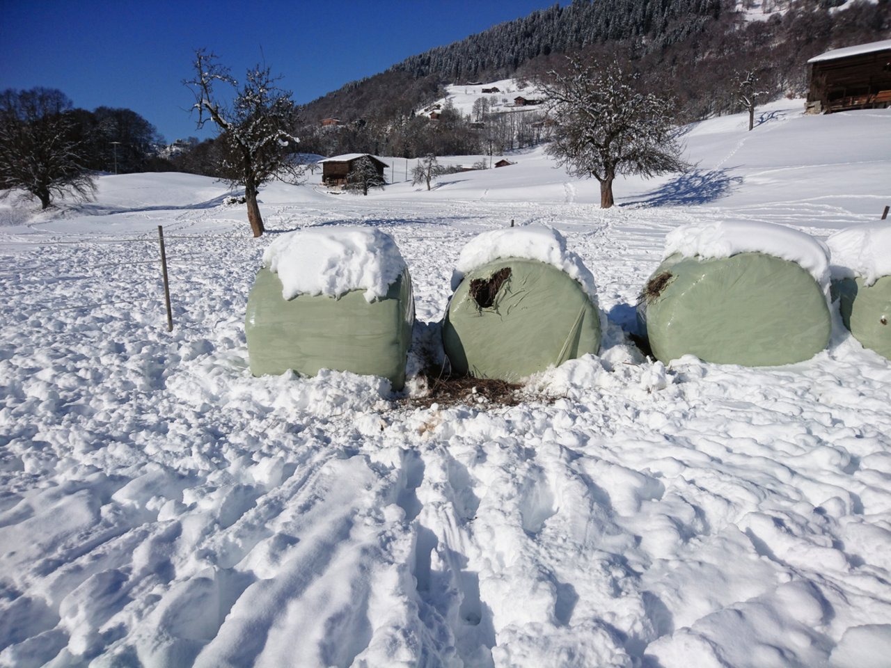 Rotwild hat Siloballen aufgebissen und angefressen. Bild: ALG Graubünden