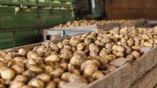 Keimruhe bei der Kartoffel-Lagerung mit Chlorpropham und Ethylen Kartoffeln sollen am Lager stabil bleiben und nicht keimen. Bild: Fotolia