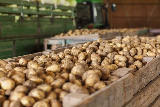 Keimruhe bei der Kartoffel-Lagerung mit Chlorpropham und Ethylen Kartoffeln sollen am Lager stabil bleiben und nicht keimen. Bild: Fotolia
