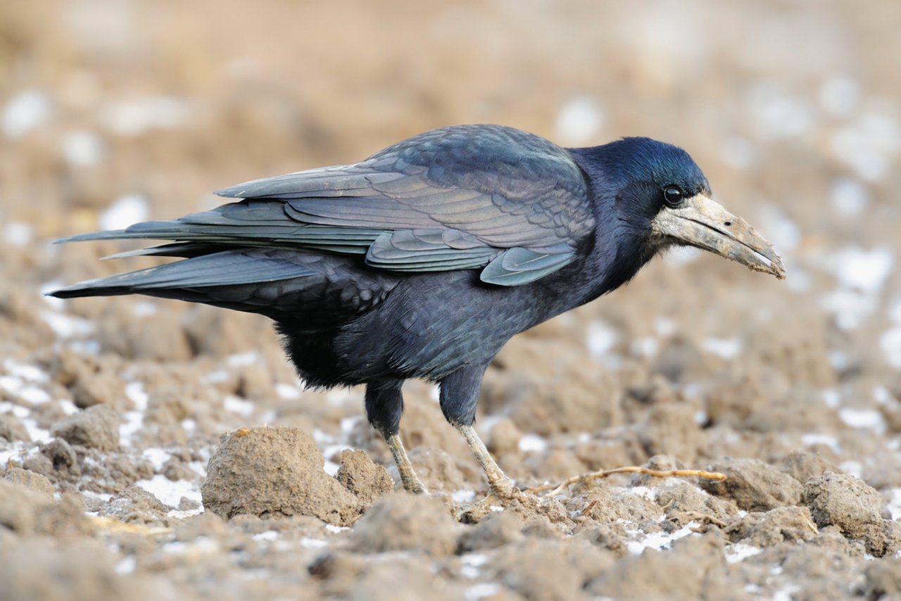 Die Federn von Saatkrähen schimmern violett, über einjährige Vögel haben grauweisse Flecken im Gesicht und am Schnabel. Bild: Adobe Stock