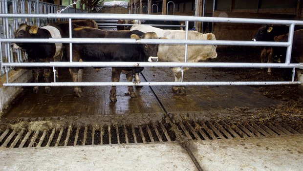 Umspülkanäle unter Spaltenböden können gefährlich sein.