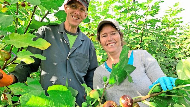 Andrea und Stephan Stocker während der aktuell laufenden Ernte der Feigen von ihren 160 Bäumen in der eingenetzten Anlage in Greppen. 