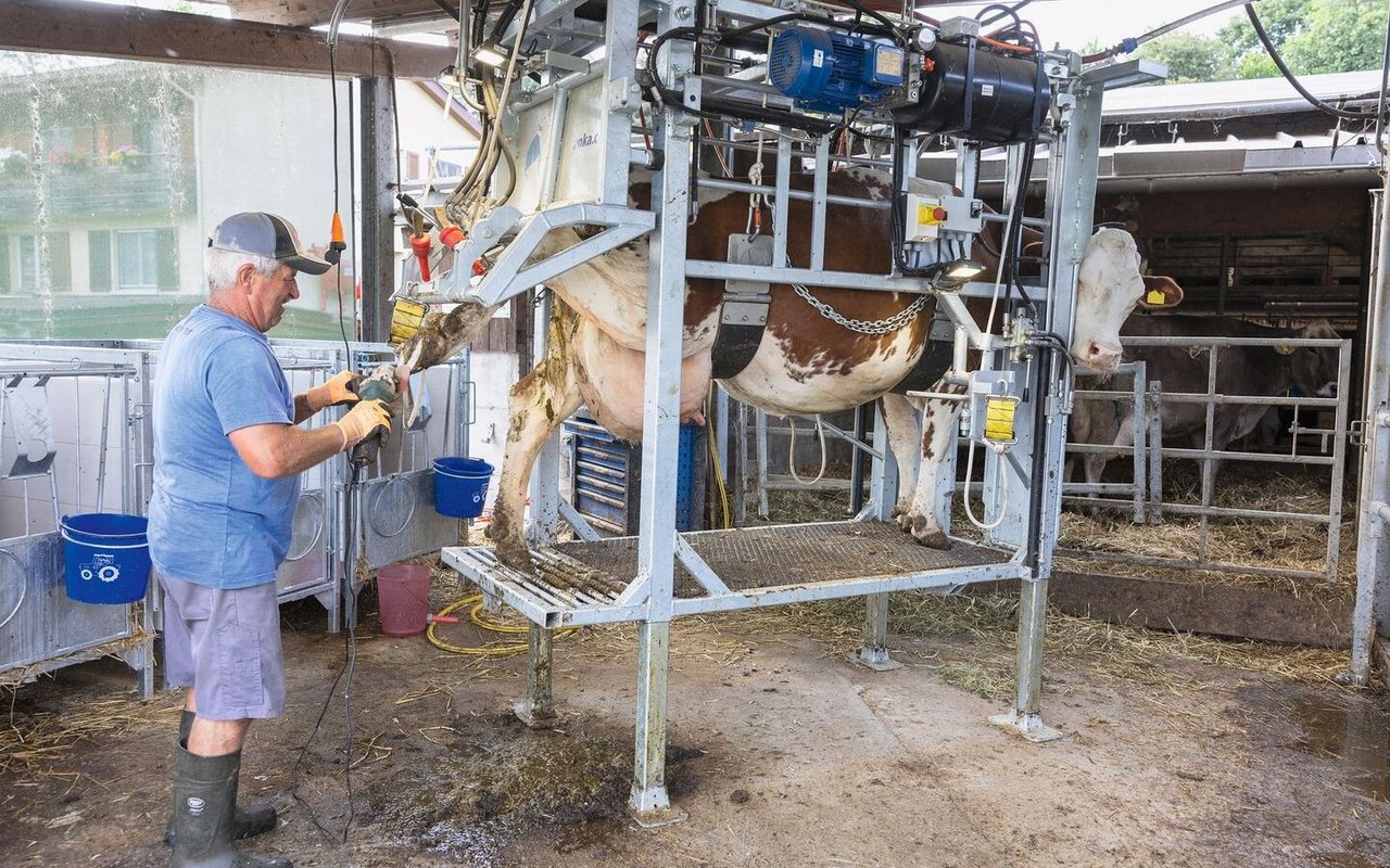 Der neue hydraulische Klauenstand erleichtert Jean-Jacques Duperrex den Arbeitsalltag. Dieses Jahr war die Spargelsaison sehr schwierig und hat viel Zeit gebraucht, deshalb ist er nun stark mit der Klauenpflege beschäftigt.