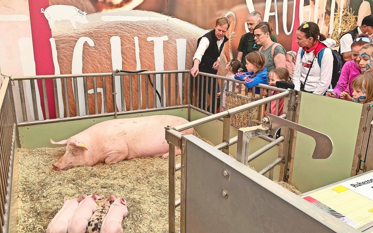 Kritik zum Trotz: Die Schweizer Schweinehaltung darf sich zeigen, so wie hier an der Luga 2023.
