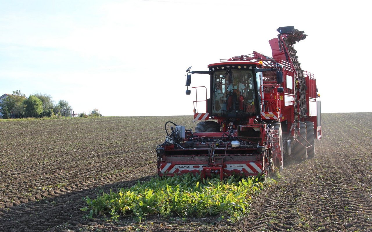 Die Rübenerntemaschine fährt über das beinahe vollständig geerntete Feld.