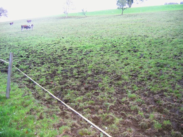 Schäden auf einer Weide lassen sich vermeiden, wenn zum BeispielTiere über Auftriebswege auf die Weide geführt werden. Bild: Martin Kneubühl