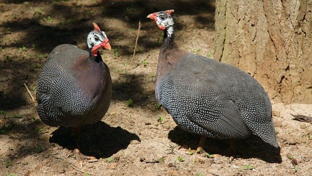 Helmperlhühner sind in Gruppen unterwegs.