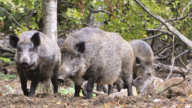 In Deutschland wurde Mitte September der Kadaver eines Wildschweins gefunden, das an ASP gestorben ist. Bild: Adobe Stock