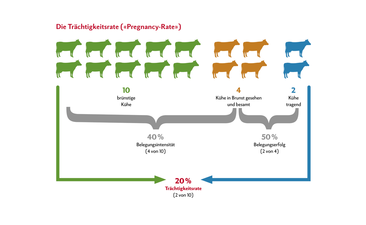 Grafik erklärt das Konzept der sogenannten Pregnancy rate, der Trächtigkeitsrate.