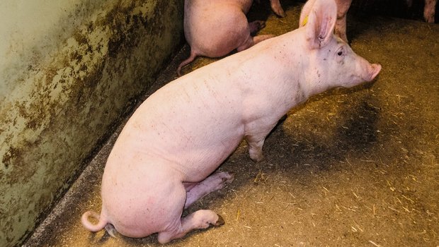 Ein Mastjager leidet an den für Schweineräude typischen Hautveränderungen im Schinkenbereich. Er hat Kratzspuren, die über den ganzen Rücken verlaufen. Bild: Suisag