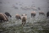 Die Wanderscha¨fer za¨unen die 1000 Schafe u¨ber Nacht ein und u¨bernachten Zuhause. Bild: Pia Neuenschwander 
