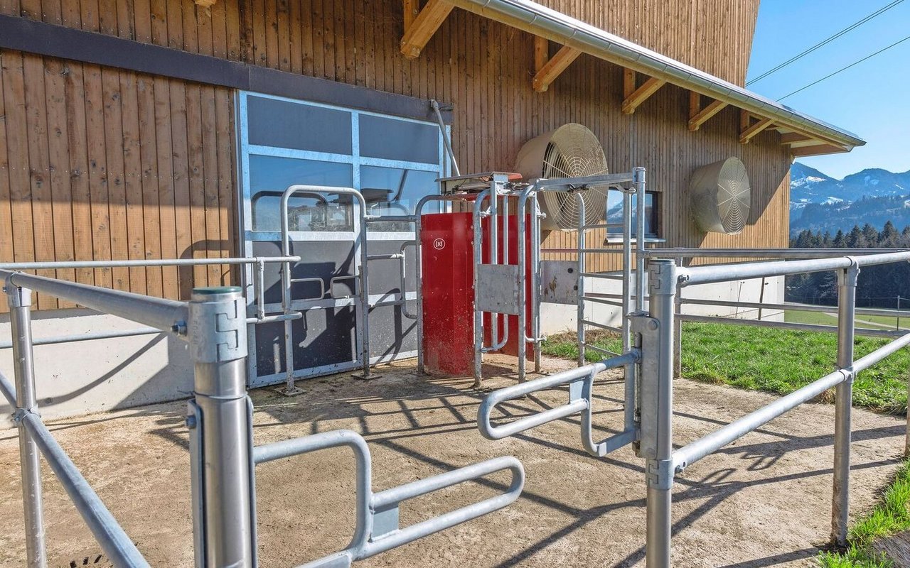 Beim Weidetor wird entschieden, ob eine Kuh rauskann oder zuerst gemolken werden muss.