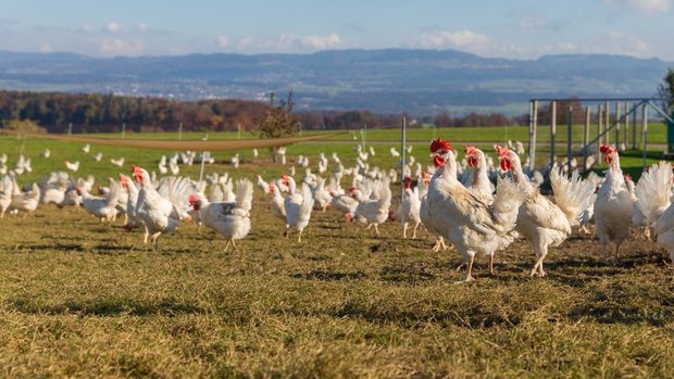 Althennen Schlachtung Eine Herde Legehennen steht auf der Wiese
