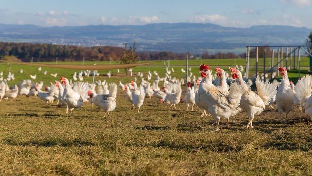 Eine Herde Legehennen steht auf der Wiese