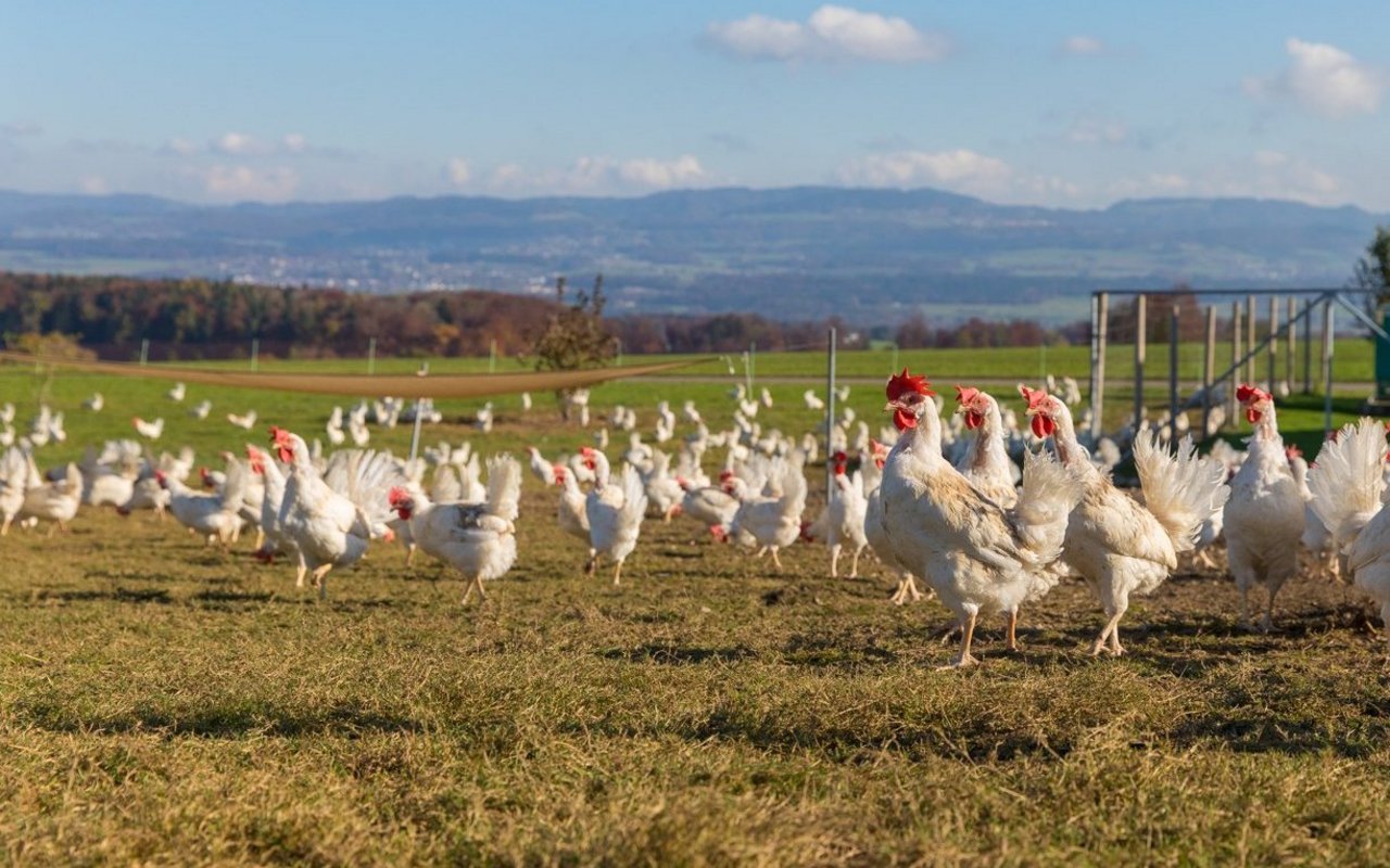 Eine Herde Legehennen steht auf der Wiese