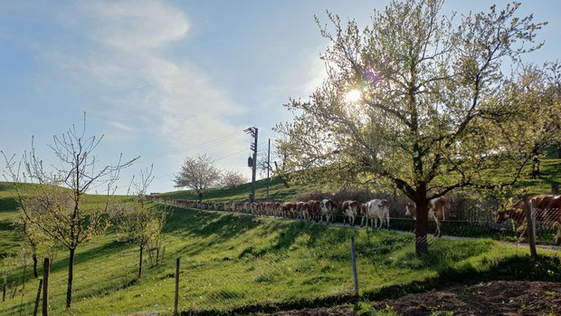 Kühe laufen auf die Weide