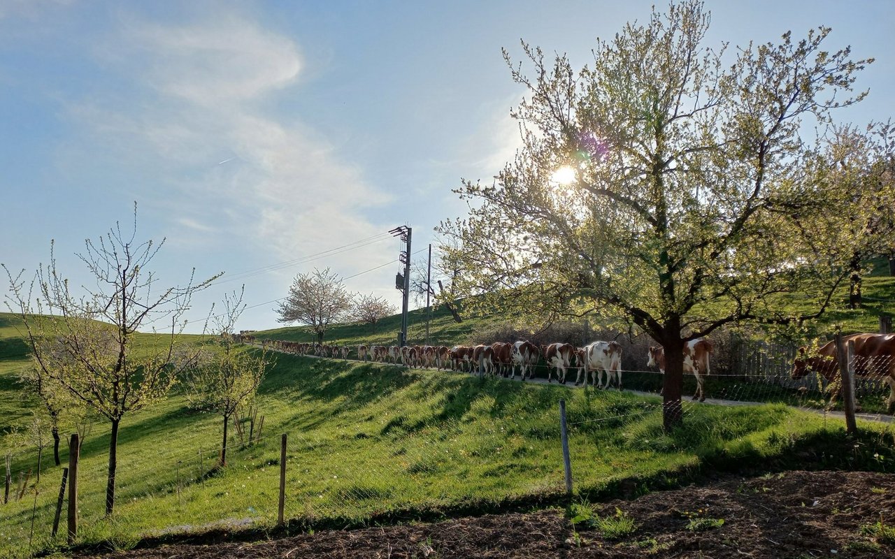 Kühe laufen auf die Weide