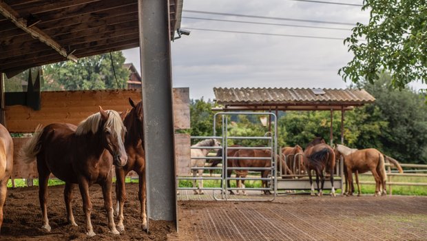Familie Anderhub betreibt einen Pensionsstall mit 24 Pferden. Bild: Pia Neuenschwander