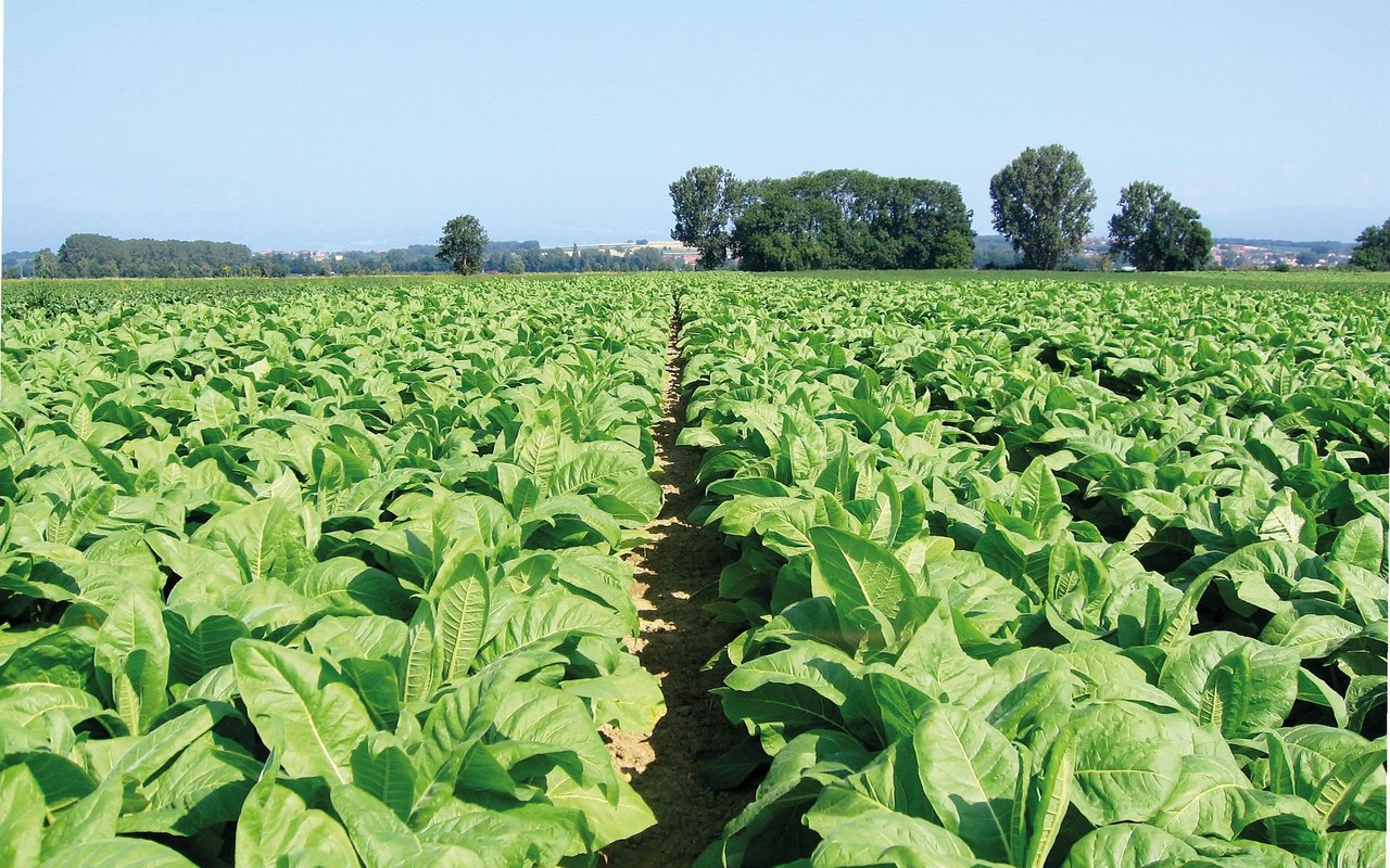 Tabak ist eine sehr frohwüchsige Kultur. Ab Mitte Mai ausgepflanzt, wird bis zur Ernte sehr viel Biomasse produziert. Um die Kultur gesund zu halten, muss man den Tabakblauschimmel bekämpfen. (Bilder «die grüne»)
