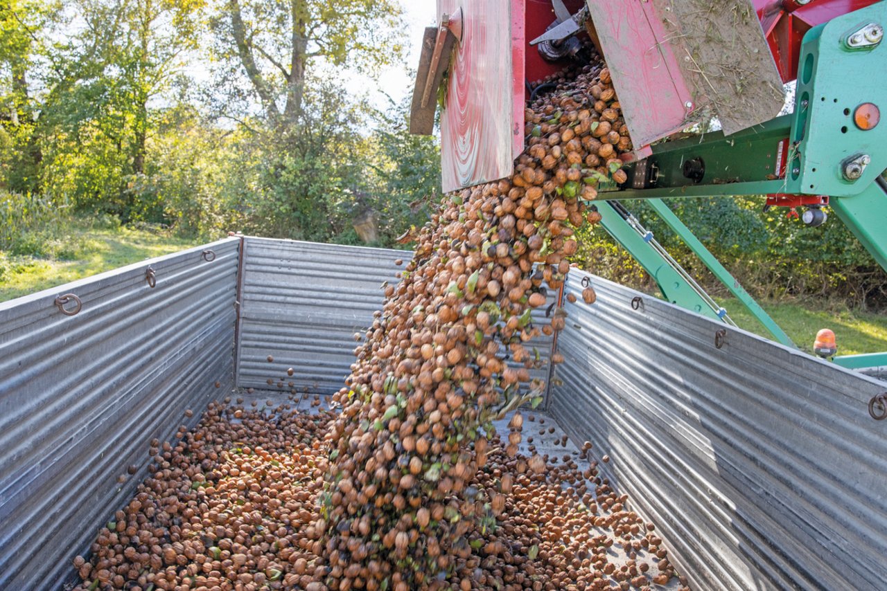 … und die Ernte wird in den Kipper geleert. Danach werden die Nüsse als Schutz vor Pilzen und Bakterien zuerst gewaschen und dann drei Tage lang getrocknet. Bild: Gian Vaitl