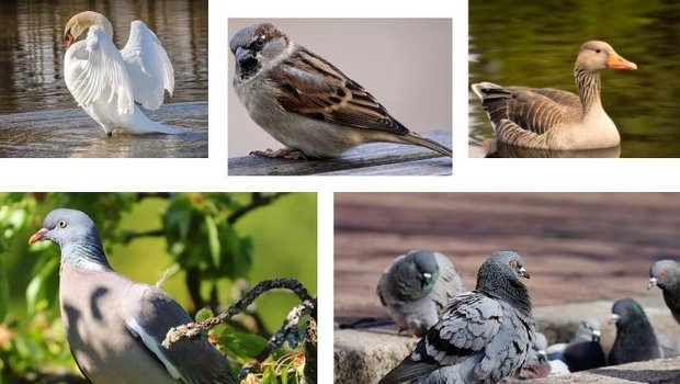 Sei es die Übertragung von Krankheiten, verschmutztes Futter oder Schäden an Ackerkulturen – Wildvögel können verschiedene Probleme bereiten. (Bilder Pixabay)
