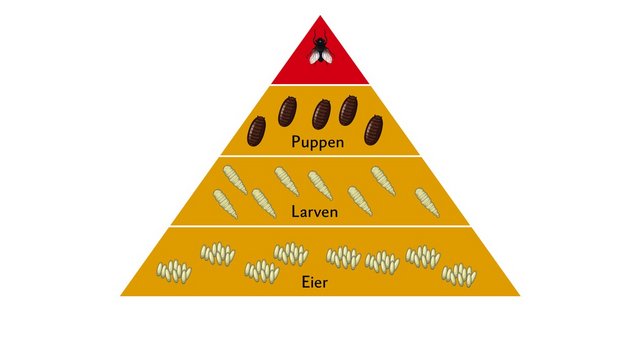 Bis zu 80 Prozent der der Fliegenpopulation befindet sich als Eier, Larven und Puppen im Mist oder im Güllekanal. Grafik: Doris Rubin