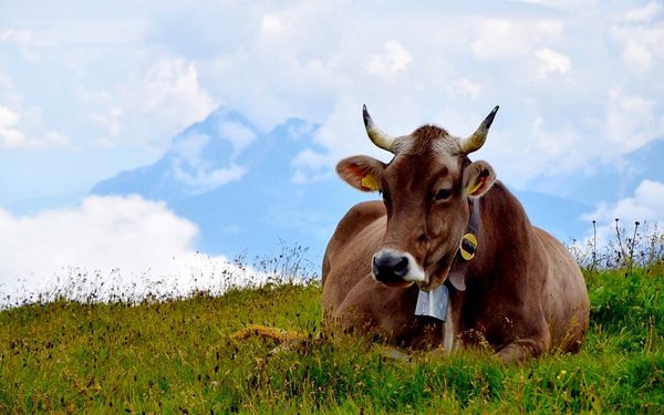 Biomilch aus dem Berggebiet: Futterbau und Fütterung brauchen viel ...