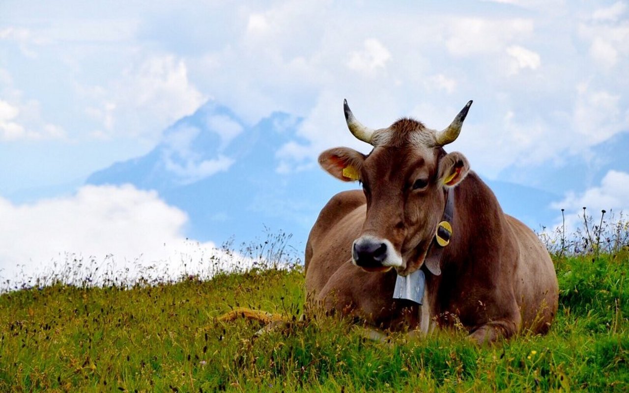 Eine behornte braune Kuh liegt auf einer Alpweide.