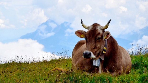 Eine behornte braune Kuh liegt auf einer Alpweide.