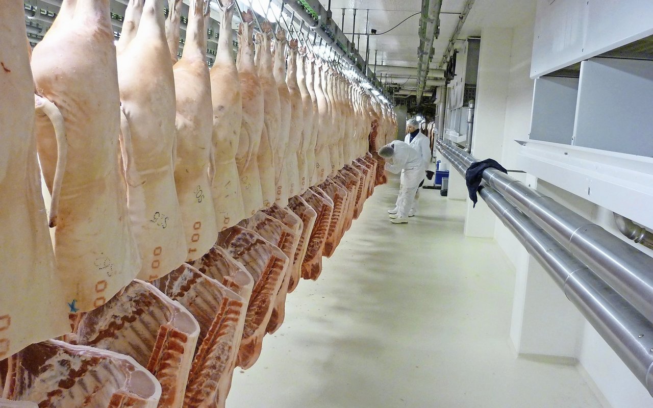 Der Aufwand für das systematische Wiegen der Tiere zahlt sich durch geringere Abzüge deutlich aus