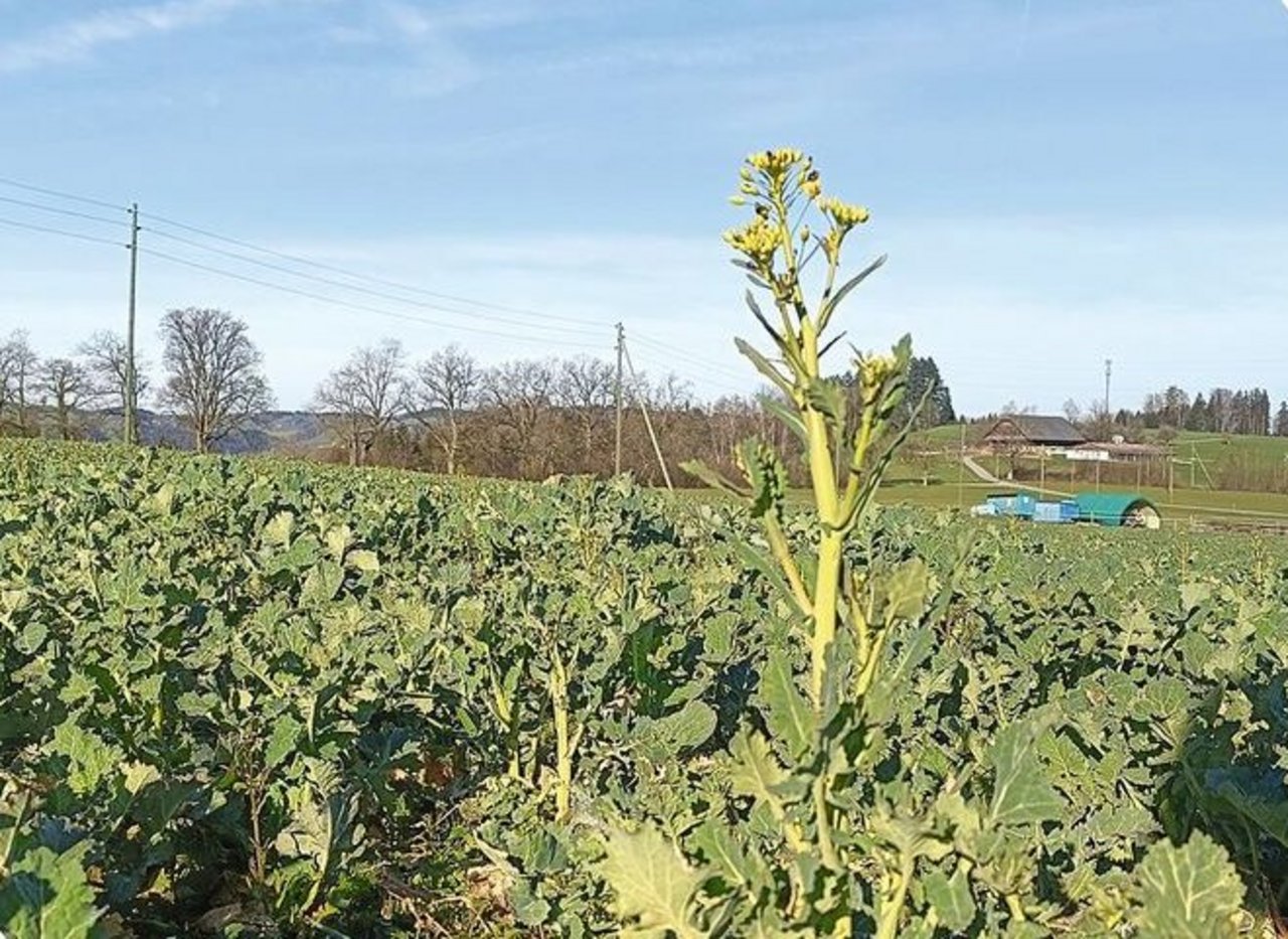 Die früher blühende Rapssorte zieht den Rapsglanzkäfer an.