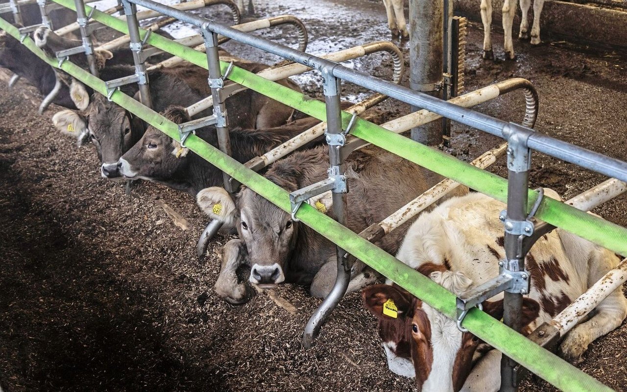 Beim Jungvieh wurden ebenfalls Liegeboxen mit beweglichen Boxenbügel und Nackenband eingebaut. So können die Tiere ungehindert abliegen und aufstehen.